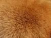 dog head